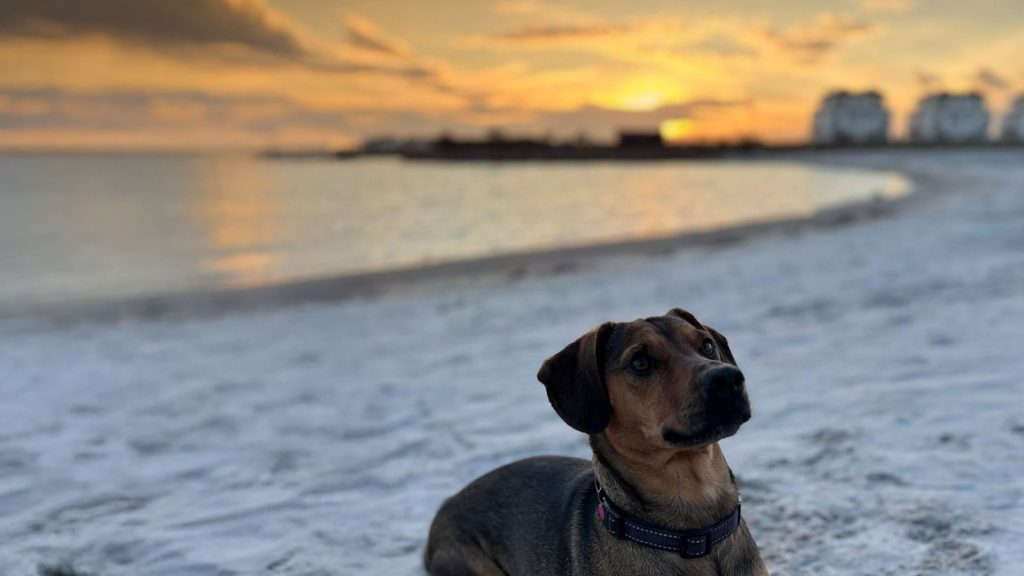 Hund in der Badebucht Olpenitz