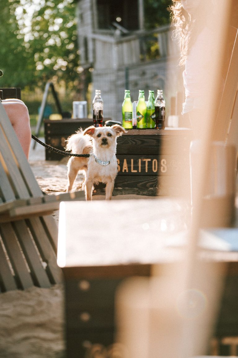 Hund am Beachclub neben Stühlen im Sand