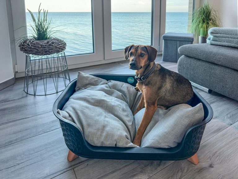 Hund im Ferienhaus auf der Ostsee im Korb mit Fenstern im Hintergrund Blick auf die Ostsee