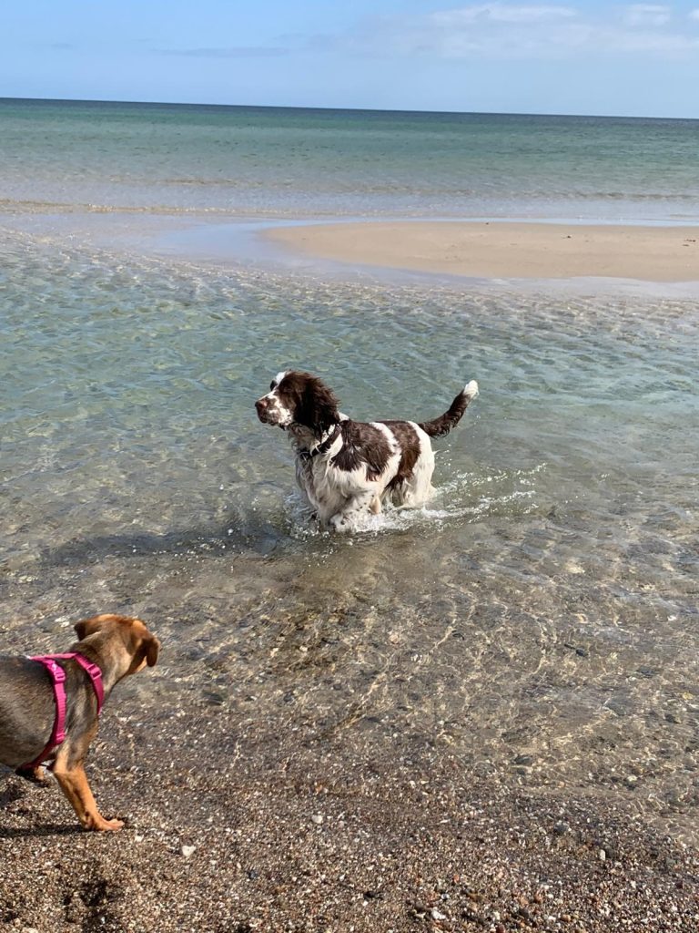 Olpenitz Strand mit Hund Weidefelder Strand Hund im Wasser