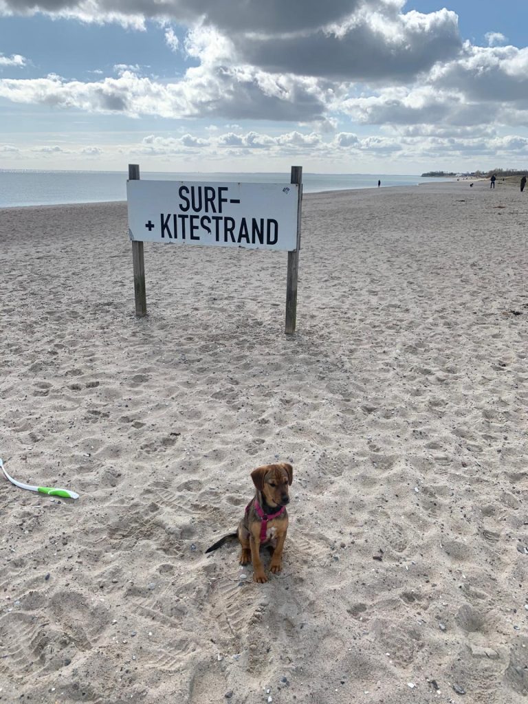 Hund am Weidefelder Strand vor Schild Surf und Kitestrand