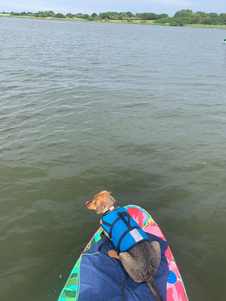 Hund auf der Schlei auf einem Stand Up Paddling Board