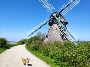 Geltinger Birk Hund vor Mühle