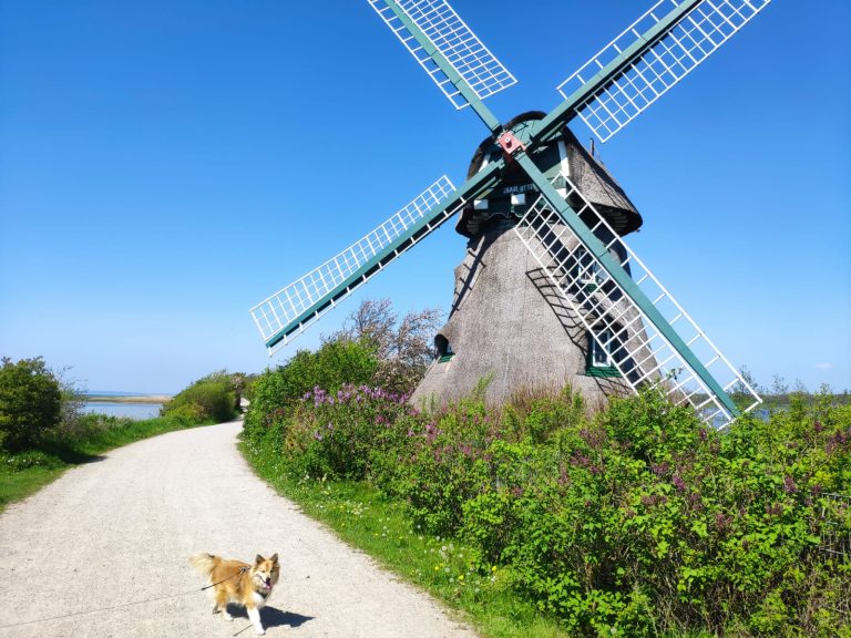 Geltinger Birk Hund vor Mühle
