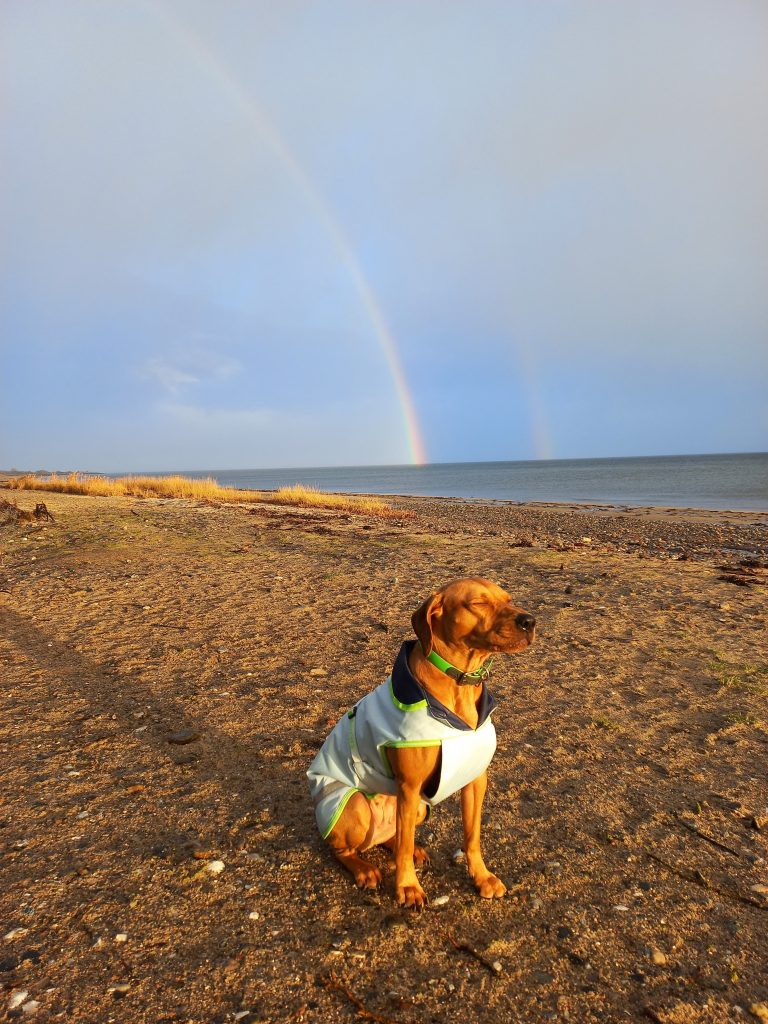 Hund Falshöft mit Regenbogen am Strand