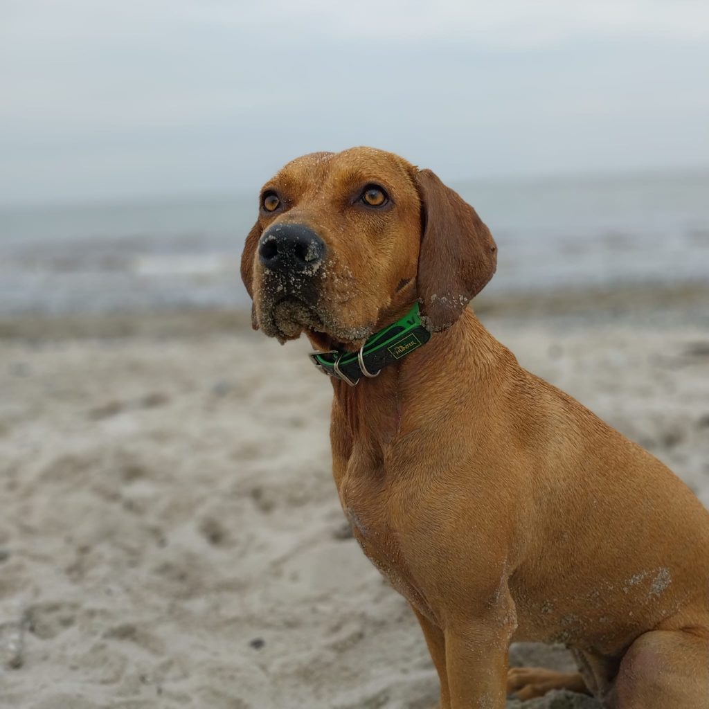 Hund mit Sand an der Nase am Hundestrand