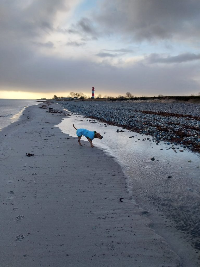 Hund Strand Leuchtturm Falshöft