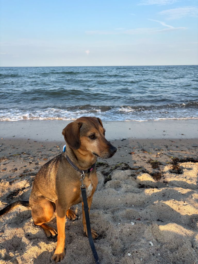 Strand-Olpenitz-Weidefelder-Strand